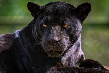 Foto op Plexiglas Black Jaguar / Onça Preta / Black Panther / Pantera Negra (Panthera onca) © Lucas