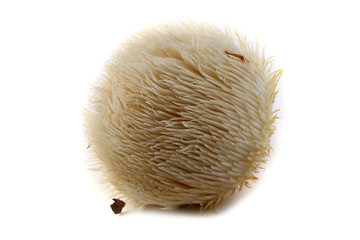 Hericium erinaceus mushroom (monkey head mushroom, bearded tooth fungus, bearded hedgehog mushroom, pom pom, lion's mane mushroom) © Alex Coan