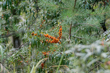 branch of a seabuckthorn