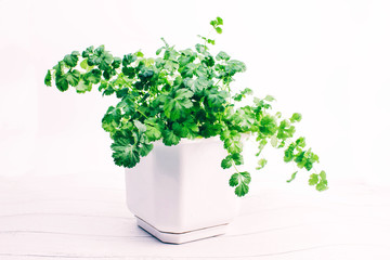 Cilantro in a flower pot, coriander, branches