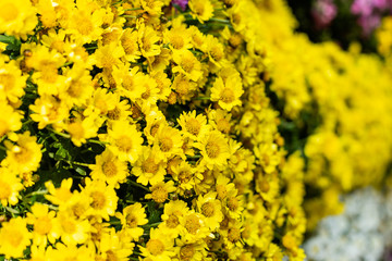 Yellow chrysanthemums flowers.