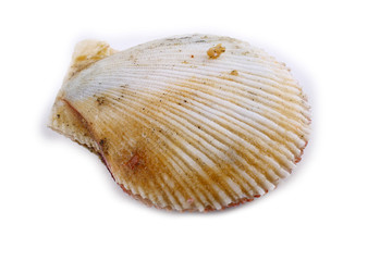 Scallop