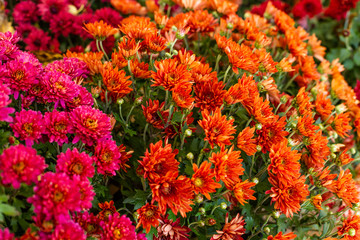 Red and orange chrysanthemums flowers.