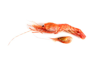 Big and little shrimps