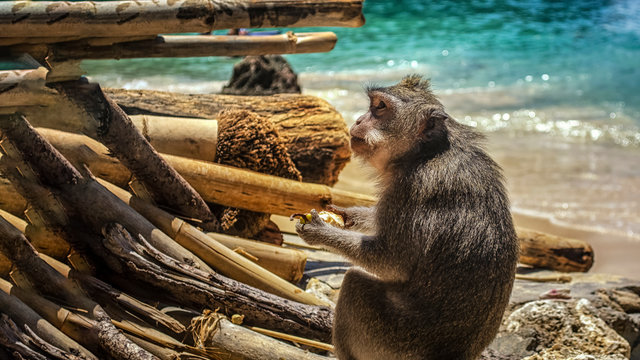 A street monkey sits on the sand against the background of the sea.