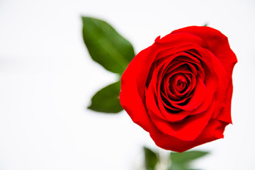 Red rose and petals covered with water drops on a white background with drops of space for text. Postcard