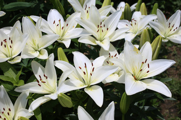 Obraz premium Growing white lilies