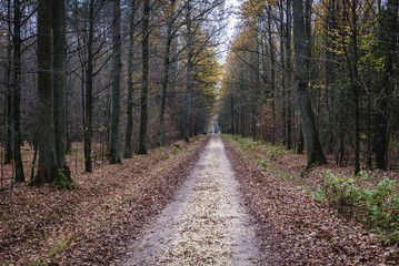 Fototapeta na wymiar Path in Wiaczyn Nature Reserve near Lodz city in Poland
