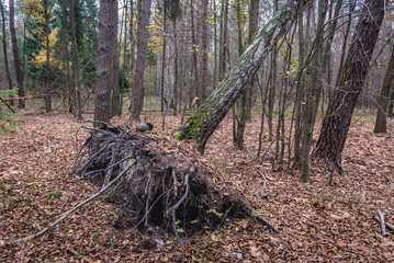 Felled tree in Wiaczyn Nature Reserve near Lodz city in Poland