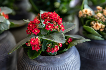 Flowering red kalanchoe blossfeldiana plant at the garden shop in spring.