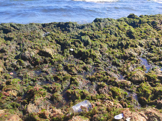 Plastic waste on beach, sand and seaweed.