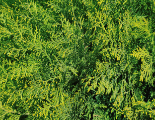 Spruce background, close up shot.