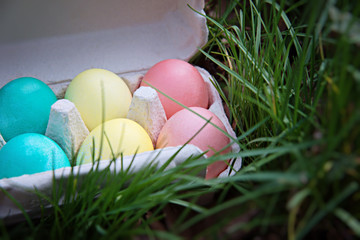 Tray with Easter colorful eggs on the grass in the spring forest. Easter concept.