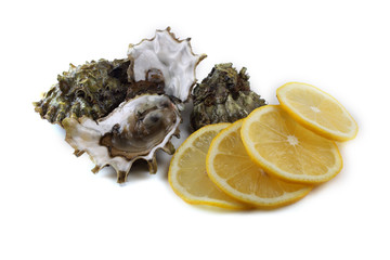 Oysters isolated on white