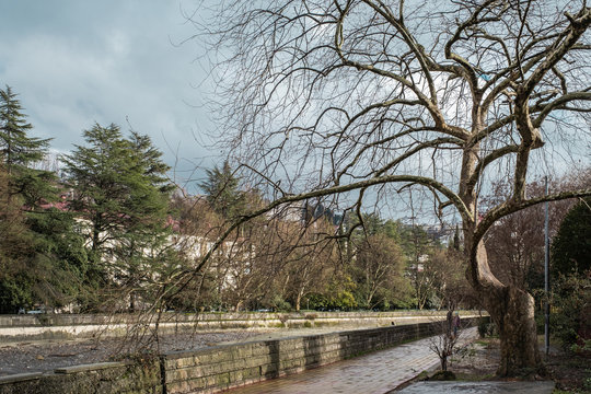 Sycamore on the embankment of the mountain river. Khosta, microdistrict of the city of Sochi, a resort on the Black Sea coast of the Caucasus, Russia. It is located in the mouth of the Khosta River.