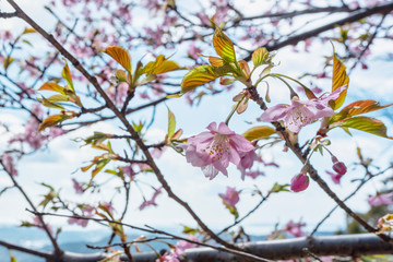 桜の花