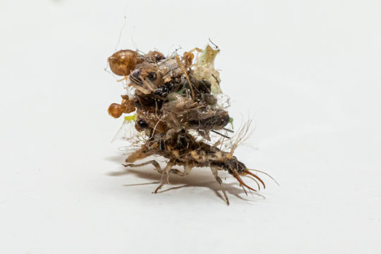 Larva of Chrysoperla which camouflages itself by covering itself with the remains of the bodies of its prey