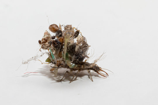 Mimicry of the Chrysoperla larva with the remains of prey that it has loaded on its back