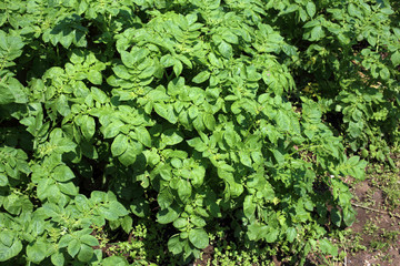 Potato growing on field