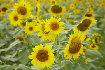 Fototapeta na wymiar A blooming sunflower
