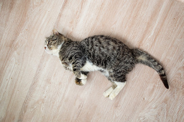 Adorable aged cat resting on floor at home