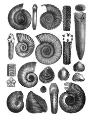Shells fossil collection / Antique engraved illustration from Brockhaus Konversations - Lexikon 1908 © Basicmoments