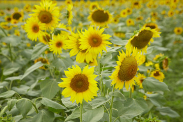 A blooming sunflower