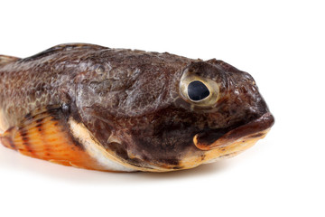 Goby fish isolated on white