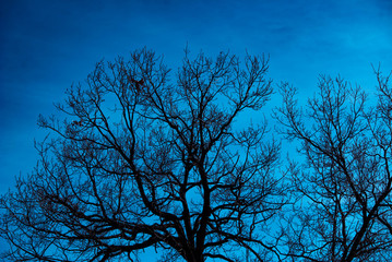 tree branches in the night sky