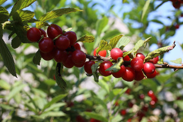 Nanking cherry bush