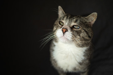 Serious aged cat sitting on sofa at home