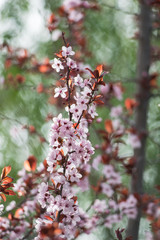 Fototapeta premium Pink cherry plum blossom, purple-leaf tree, Prunus cerasifera nigra, detail, branch, blossoms, tree, Turkish cherry, wild plum-tree, wild plums flower at full bloom in spring in a beautiful sunny day