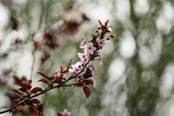 Pink cherry plum blossom, purple-leaf tree, Prunus cerasifera nigra, detail, branch, blossoms, tree, Turkish cherry, wild plum-tree, wild plums flower at full bloom in spring in a beautiful sunny day