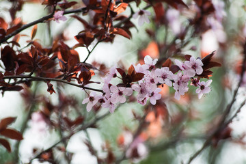 Pink cherry plum blossom, purple-leaf tree, Prunus cerasifera nigra, detail, branch, blossoms, tree, Turkish cherry, wild plum-tree, wild plums flower at full bloom in spring in a beautiful sunny day