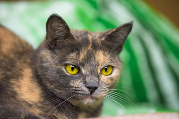 a cat with yellow eyes looks at the camera. close-up of the muzzle, portrait . space for text. taking care of animals.