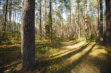 Obraz premium Pine trees forest