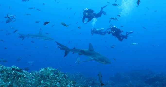 Galapagos and silvertip sharks, Revillagigedo islands, Mexico.