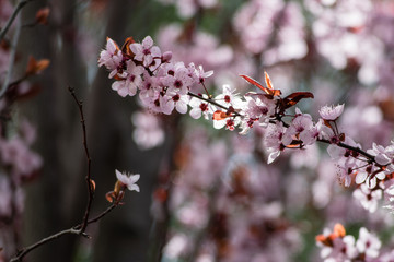 Pink cherry plum blossom, purple-leaf tree, Prunus cerasifera nigra, detail, branch, blossoms, tree, Turkish cherry, wild plum-tree, wild plums flower at full bloom in spring in a beautiful sunny day