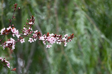 Pink cherry plum blossom, purple-leaf tree, Prunus cerasifera nigra, detail, branch, blossoms,...