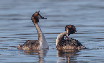 Great Crested Grebe Dancing 