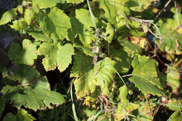 Autumn grape plant
