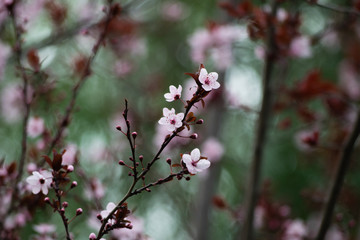 Pink cherry plum blossom, purple-leaf tree, Prunus cerasifera nigra, detail, branch, blossoms, tree, Turkish cherry, wild plum-tree, wild plums flower at full bloom in spring in a beautiful sunny day