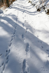Fototapeta na wymiar Footprints of shoes in snow on forest road.
