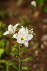 White lilies blossomed in the spring garden on Women's Day