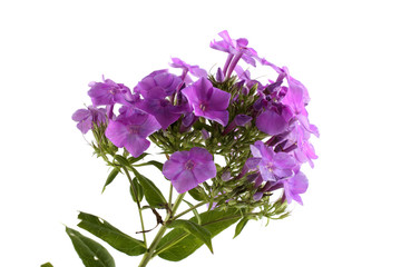 Obraz premium Phlox isolated on white