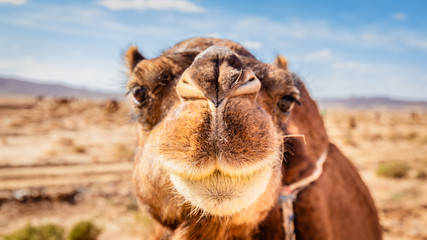 Dromedary camel in Sahara desert
