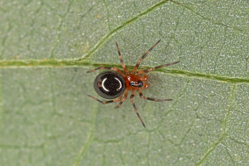 A small spider belonging to the family Linyphiidae. Linyphiidae, commonly called sheet weavers or...