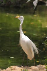 A beautiful great egret searching for food.