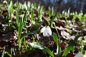 Galanthus white  flower. Beautiful snowdrop on spring landscape.