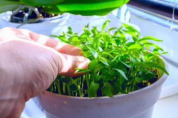 Plants or seedlings with the hand of a gardener. Side light through window and blinds. Small pepper plants.
